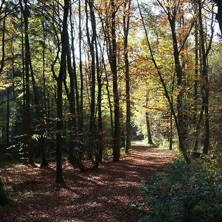 In Eifel Near Mountain Trails *